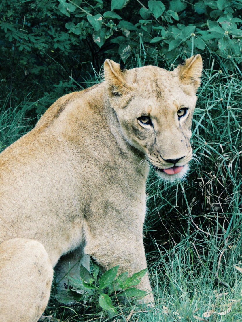 Casela by Tamlin Wightman