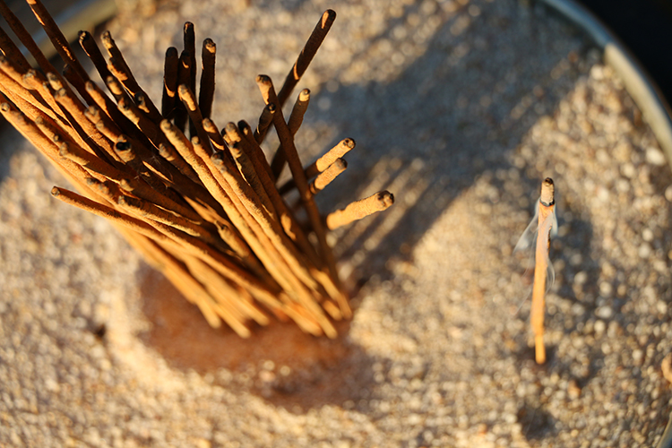 Little Wisdoms of Bushmans Kloof 1