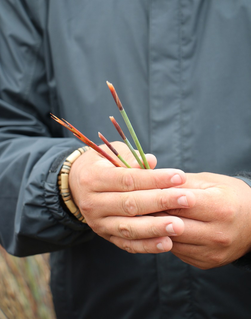 Bushmans Kloof rock art 1